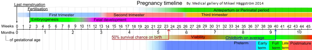 12 CE Hour Prenatal Massage (Computer-Based Live Interactive Webinar)