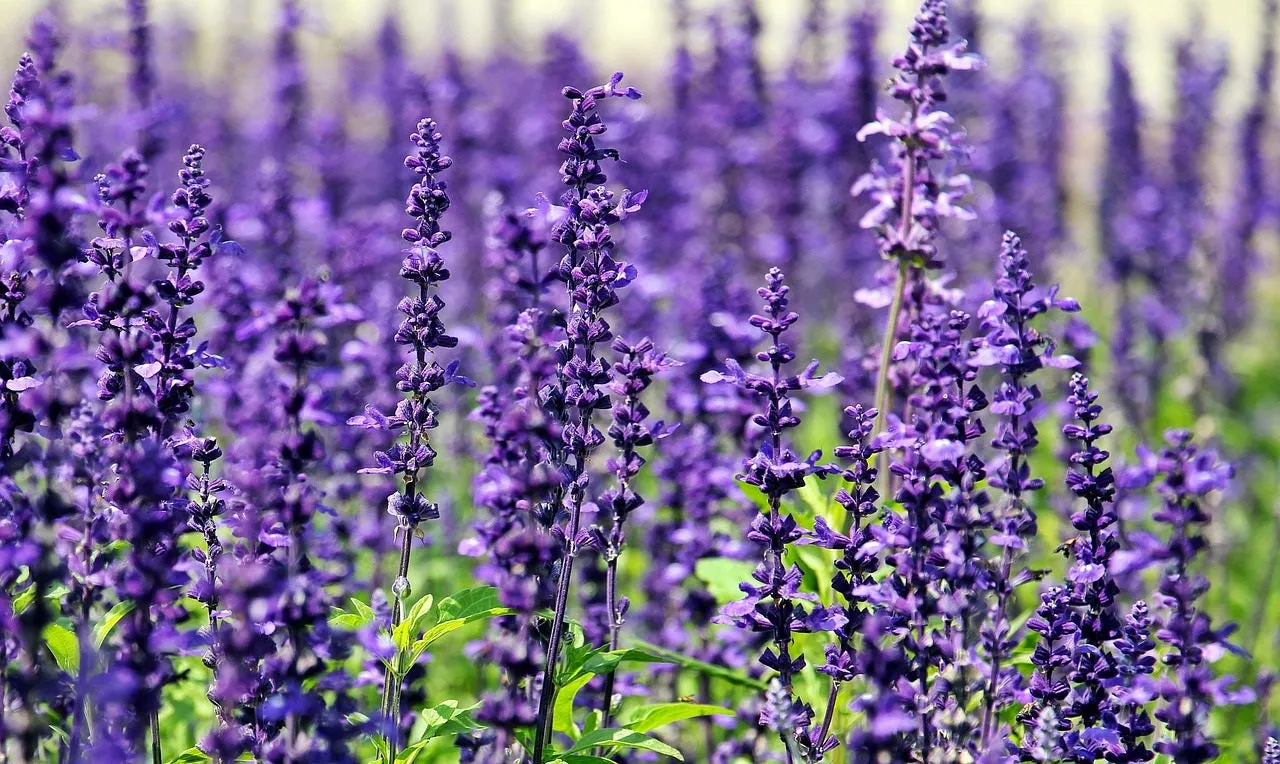 6 CE Hour Aromatherapy Bodywork Basics (Computer-Based Live Interactive Webinar)