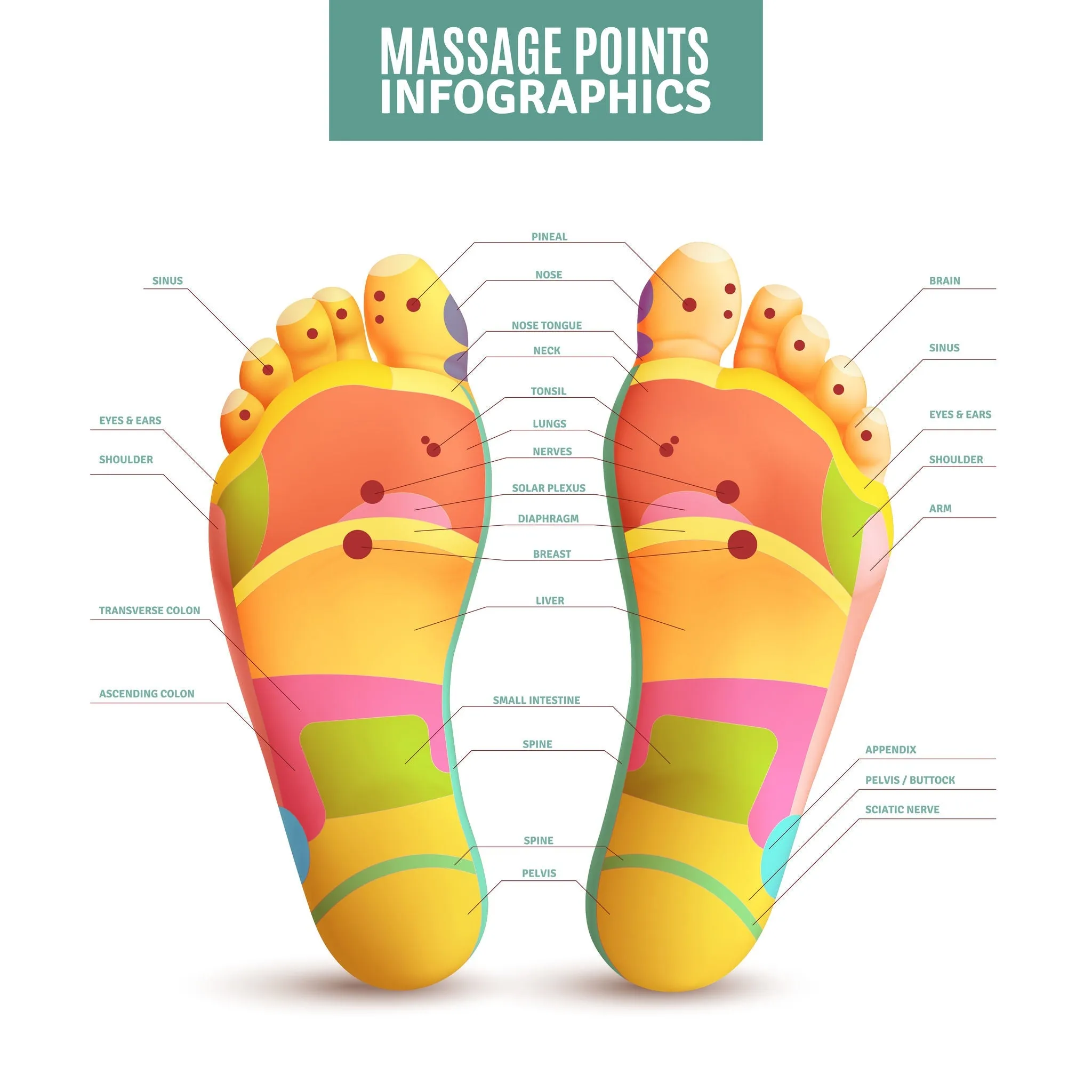 6 CE Hour Foot Reflexology Basics
