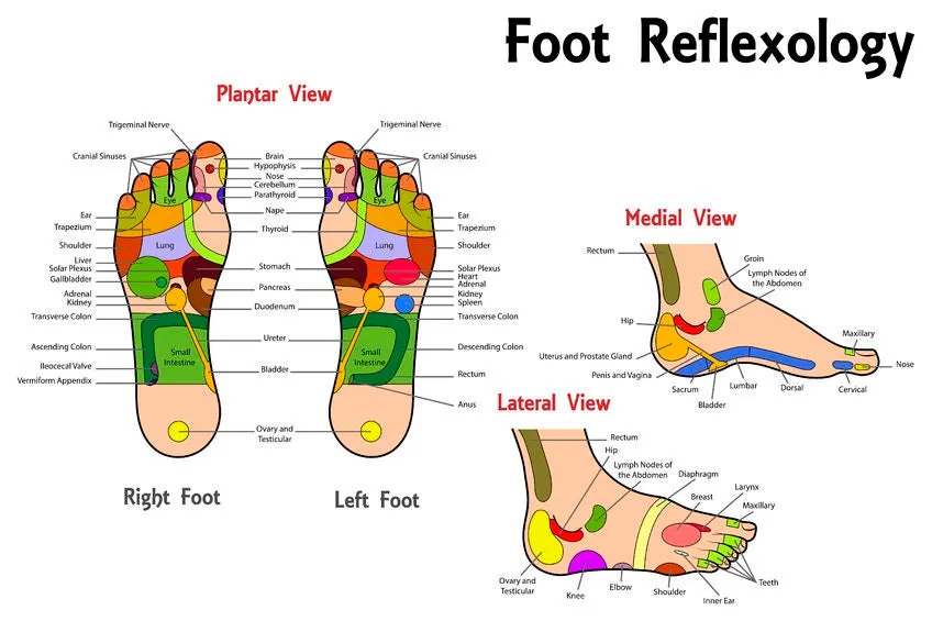 6 CE Hour Foot Reflexology Basics