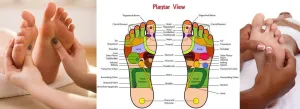 6 CE Hour Foot Reflexology Basics