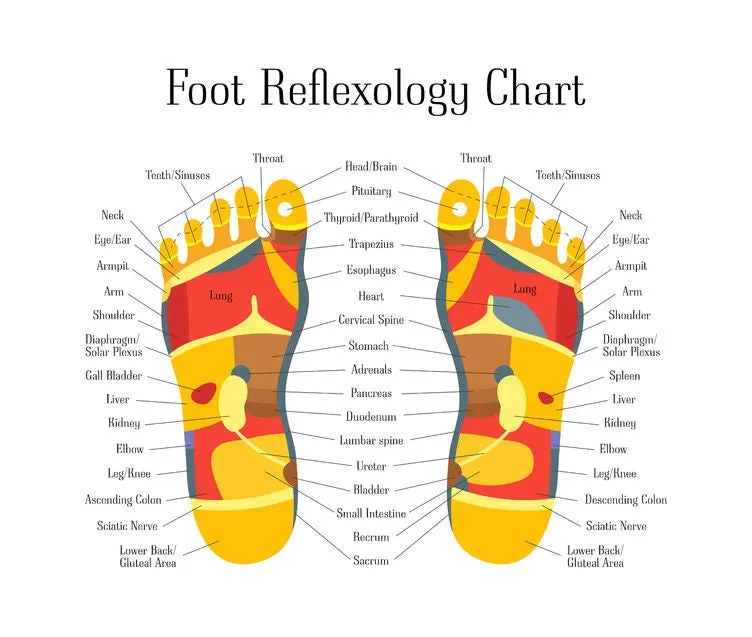 6 CE Hour Foot Reflexology Basics