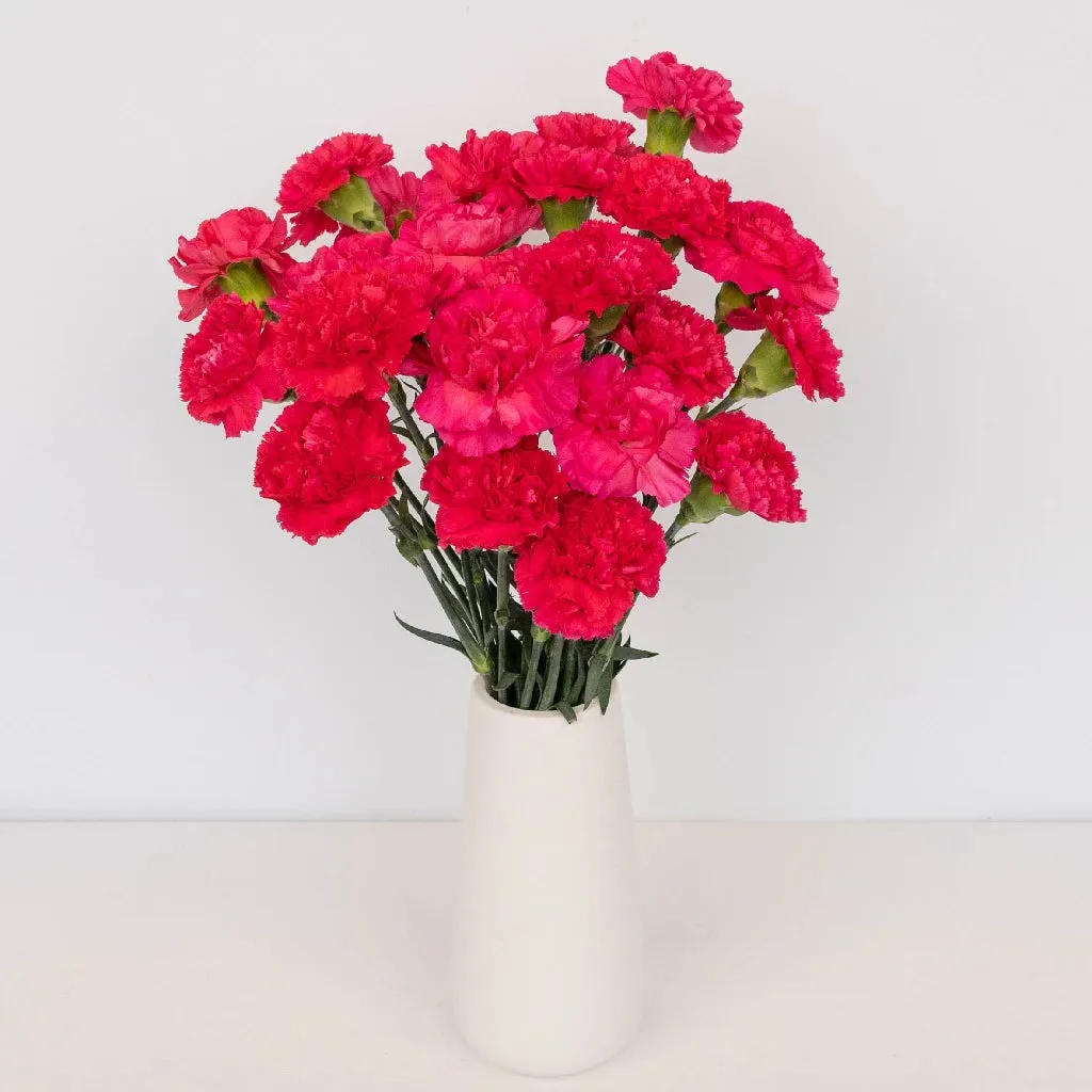 Hot Pink Carnations Valentines Day Special