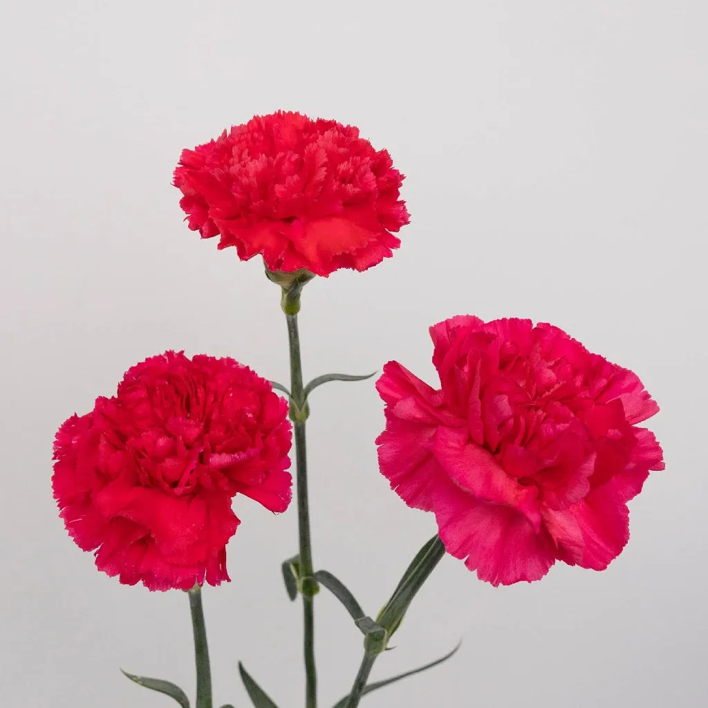 Hot Pink Carnations Valentines Day Special