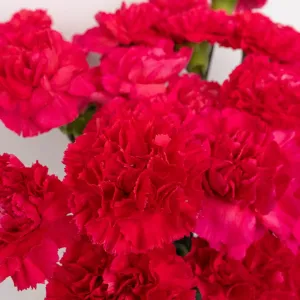 Hot Pink Carnations Valentines Day Special