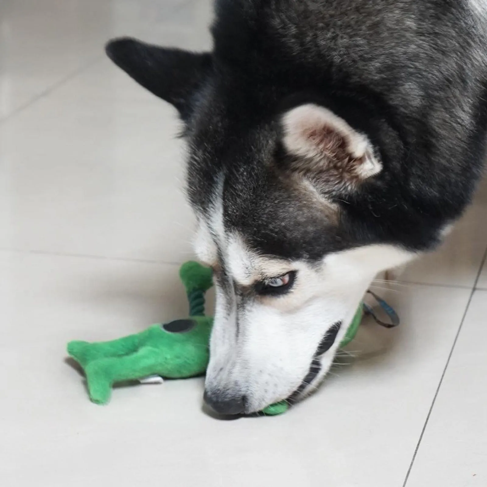 Laifug Squeaky Alien Toy