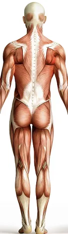 Self-paced Online Home Study 12 CE Trigger Point & Neuromuscular Therapy Basics