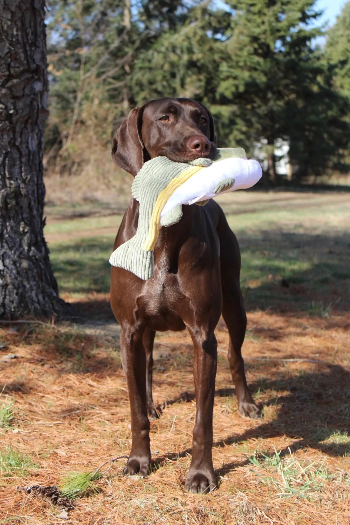 Squeaky Plush Dog Toy: Animated Bass
