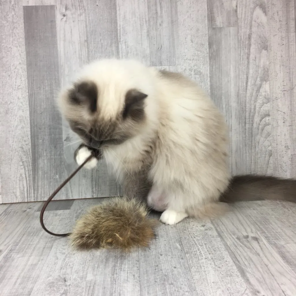 The Fur toys fun box
